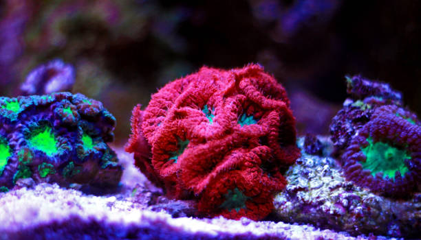 best coral for reef tank