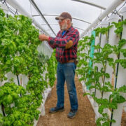 Hydroponic Tower Garden