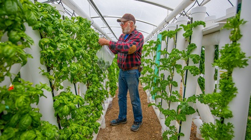 Hydroponic Tower Garden