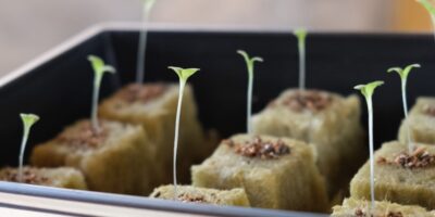seed germination