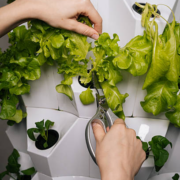 hydroponic tower