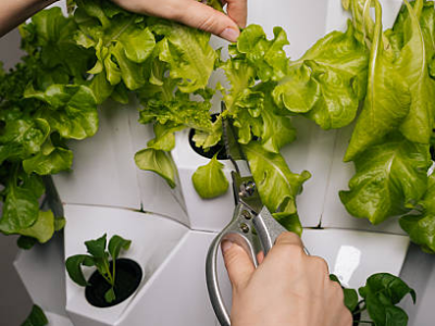 hydroponic tower